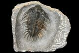Spiny Comura Trilobite - Exceptional Preparation #131289-2